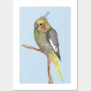 Cute female cockatiel Posters and Art